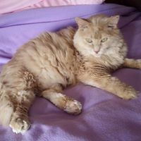 Profile Picture of Wintermoon Dardar (@wintermoon-dardar) on Quora