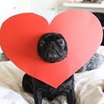 Profile Picture of Мокрый Нос 🐶🐱 (@mokry_nos) on Instagram