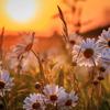 Profile Picture of nora_watson15 (@@nora_watson15) on Tiktok