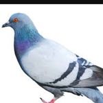 Profile Picture of Steve_the_pigeon (@steve_the_pigeon) on Instagram