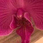 Profile Picture of Cheryl Grimm Schubert (@magnifiedartist) on Instagram