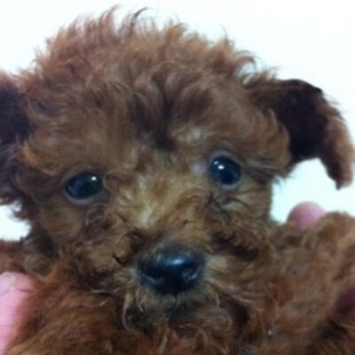 Profile Picture of Shanice Ramirez (@ShaniceRamirez2) on Twitter