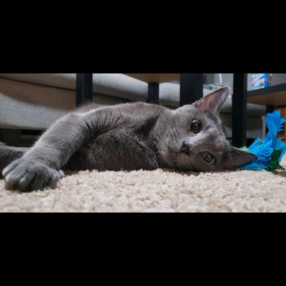 Profile Picture of Rebecca Ruskin (@rebeccarrrrr) on Poshmark