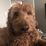 Profile Picture of Todd Keating (@todd_keating) on Instagram