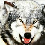 Profile Picture of Jenna Jade Cisneros (@white_fang2005) on Instagram