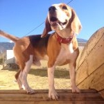 Profile Picture of Bob Beagle (@bob_beagles) on Instagram