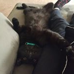 Profile Picture of Joe Lewis Nguyen (@joelewisnguyen) on Instagram