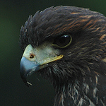 Profile Picture of Emily Sturm (@hawkless.falconer) on Flickr