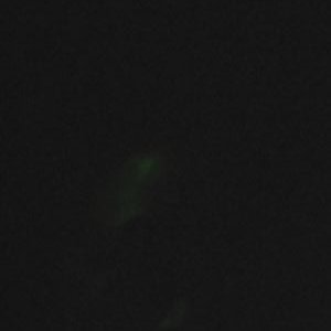 Profile Picture of Monika Tobias (@MonikaTobias1) on Twitter