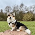 Scotty (On the road again o‘the Palatinate Pixies) - Instagram Profile Picture of Scotty (On the road again o‘the Palatinate Pixies) (@its_scotty_the_corgi) on Instagram