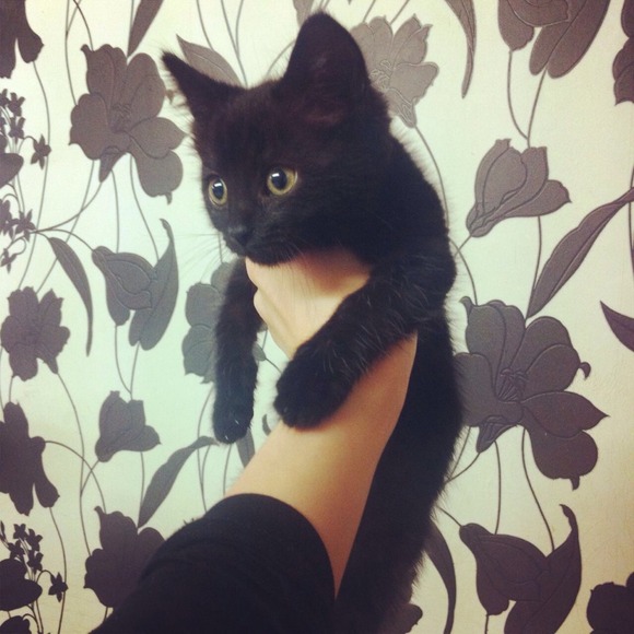 Profile Picture of David Kahn (@davidthepcguy) on Poshmark