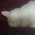 Profile Picture of Lorenseishons :> (@loren._.maciasbv) on Instagram