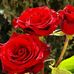 Profile Picture of Rose Pullin (@rose.pullin.5) on Facebook