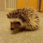 Humphrey Dwight Shelby - Instagram Profile Picture of Humphrey Dwight Shelby (@humphrey_shelby) on Instagram