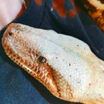 Profile Picture of Vlad - Remus - Happy - Copper (@ceessnakes) on Instagram