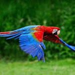 Profile Photo of Donald J. Godfrey (@king.of.parrot.78476) on Instagram