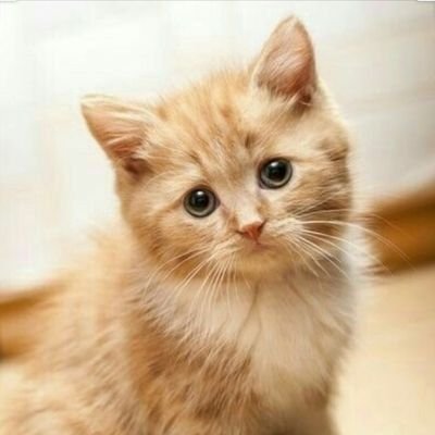 Profile Picture of Royal Jasmine (@RoyalJasmine9) on Twitter