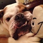 Profile Picture of Reuben ReRun Robertson (@reuben_the_bulldog) on Instagram