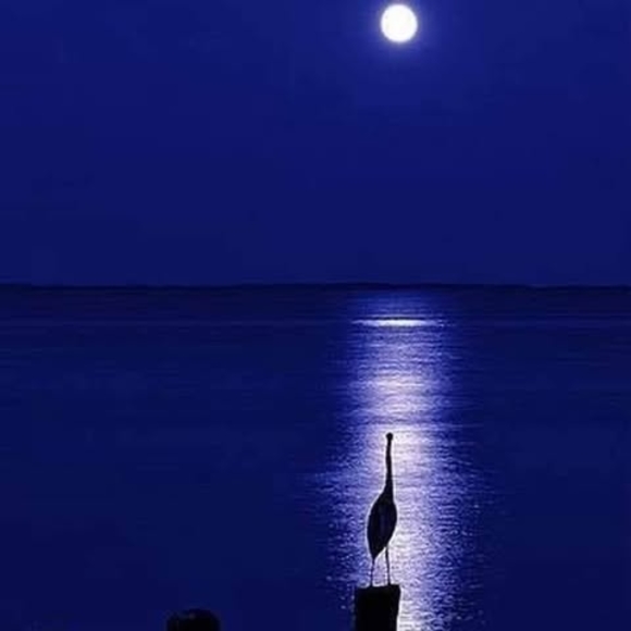 Profile Picture of Carla Erwin (@ribbot46) on Poshmark