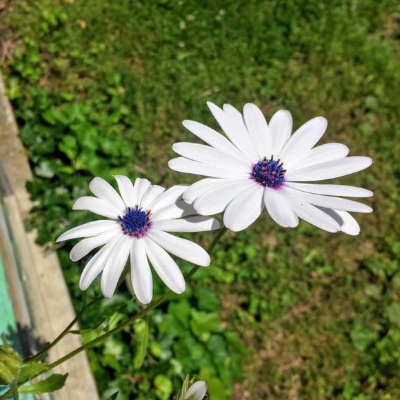 Profile Picture of Heidi Collelo (@hcollelo78) on Poshmark