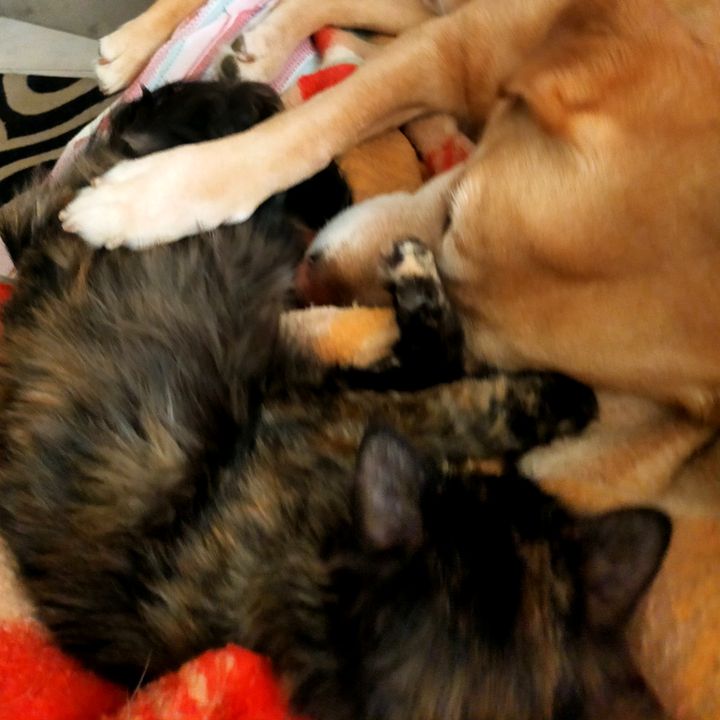 Profile Picture of Yolanda Pastor (@yolandapastor5) on Tiktok