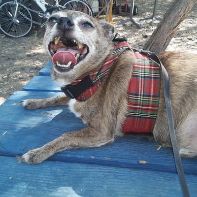 Profile Picture of Stephanie Bennett (@Stephanie122685) on Twitter