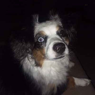 Profile Picture of Deborah Baer (@BaerIdaho) on Twitter