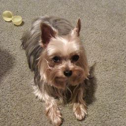 Profile Picture of Randynewlin (@Rhand7575) on Twitter