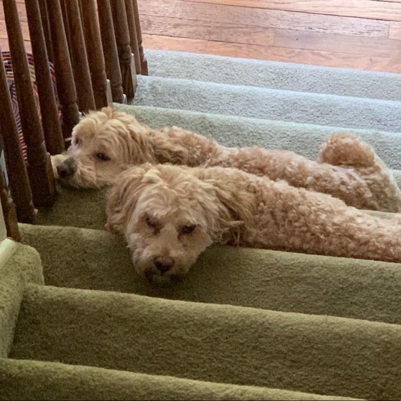 Profile Picture of Jeryl Dellarocca (@jld1228) on Poshmark