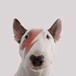 Profile Picture of Craig Weightman (@craigweightman) on Instagram