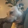 Profile Picture of Monica Schultz (@@monicaschultz92) on Tiktok
