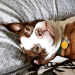 Profile Picture of Stacie Cline (@d.vatokki) on Instagram
