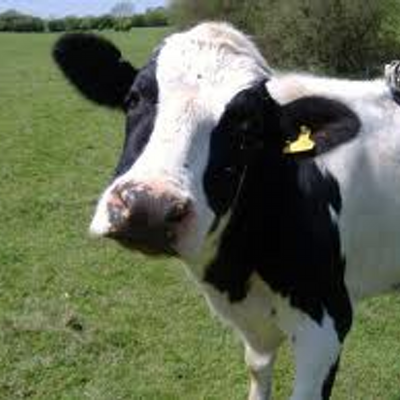 Profile Picture of Allison Bailey (@ZeldaLover156) on Twitter