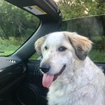 Profile Picture of Stephanie Chapman (@stephaniechapman614) on Instagram