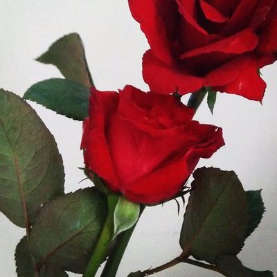 Profile Picture of Crystalbrush29 (@crystalbrush29) on Twitter