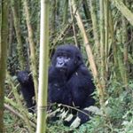 Profile Picture of Peter Beaven (@1949pedro) on Instagram