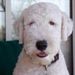 Profile Picture of Diane Strawn (@di4golf) on Pinterest
