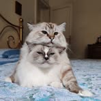 Profile Picture of Roberto Ciulli (@Roberto-Ciulli) on Facebook