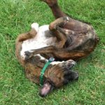 Profile Picture of Chad Viola (@chadious11) on Instagram