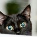 Profile Picture of Alice Muscat (@frumella10) on Pinterest