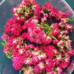 Cassy - Instagram Profile Picture of Cassy (@cassandracasali99) on Instagram