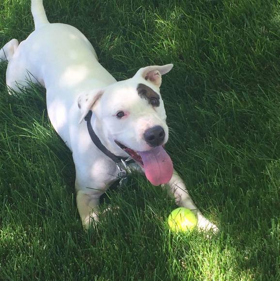 Profile Picture of Capone Capone (@aleesha76) on Poshmark