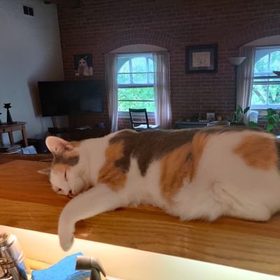 Profile Picture of Brian Waldron (@Chestydog01) on Twitter
