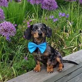 Profile Picture of Archie Edward I (@ArchieEdwardI) on Twitter