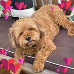 Profile Picture of Vicki Ingersole (@vickiingersole) on Instagram