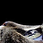 Profile Picture of Pedro Quesada (@pedro josé q) on Flickr