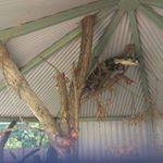 Profile Picture of Adrian Mccullum (@agesacepainting) on Instagram