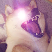 Profile Picture of Adam Kahn (@adamkahn4284) on Youtube