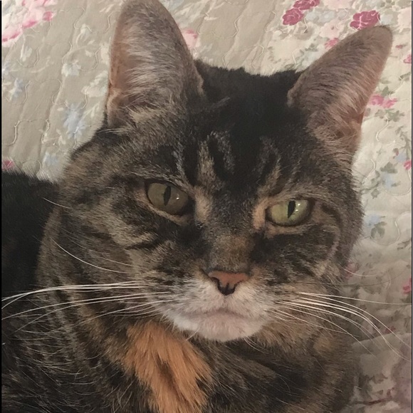 Profile Picture of Maureen Deroy (@mderoy) on Poshmark