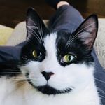 Profile Picture of Thomas “Tommy” Tuxedo Cat (@tommytuxedocat) on Instagram